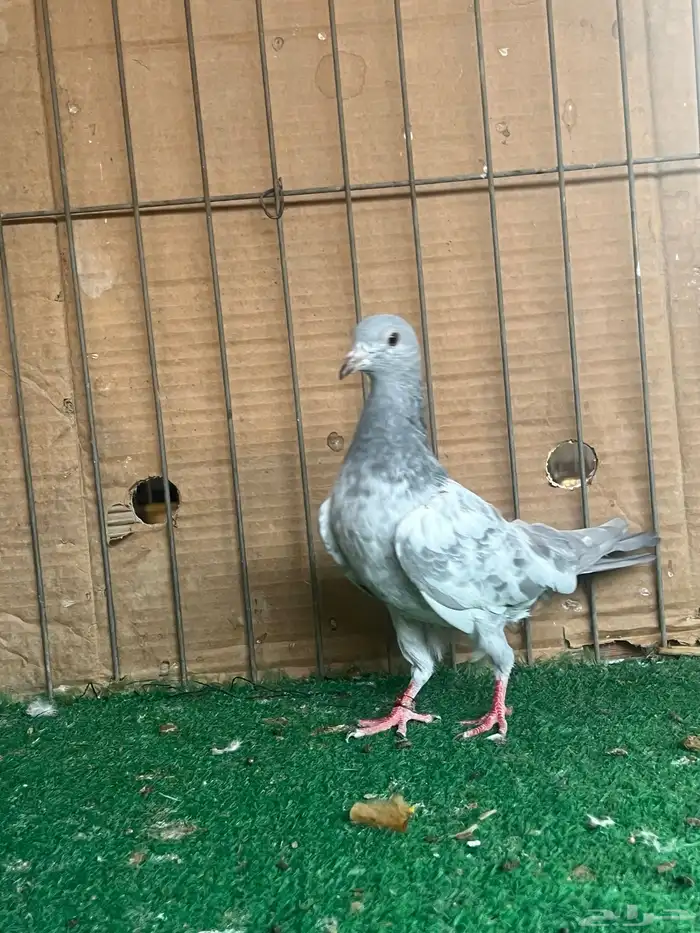 باكستاني قولدن سلتي(تم البيع) 2