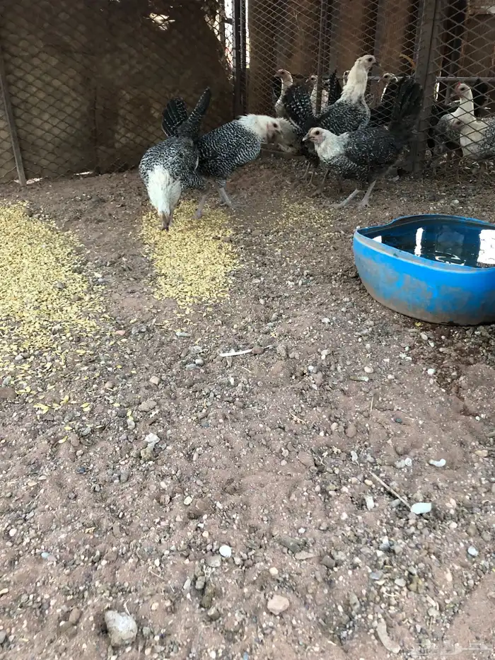 البيع دجاج فيومي طيبه 1