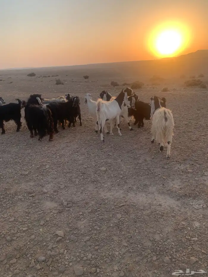 معزا و فحول 2