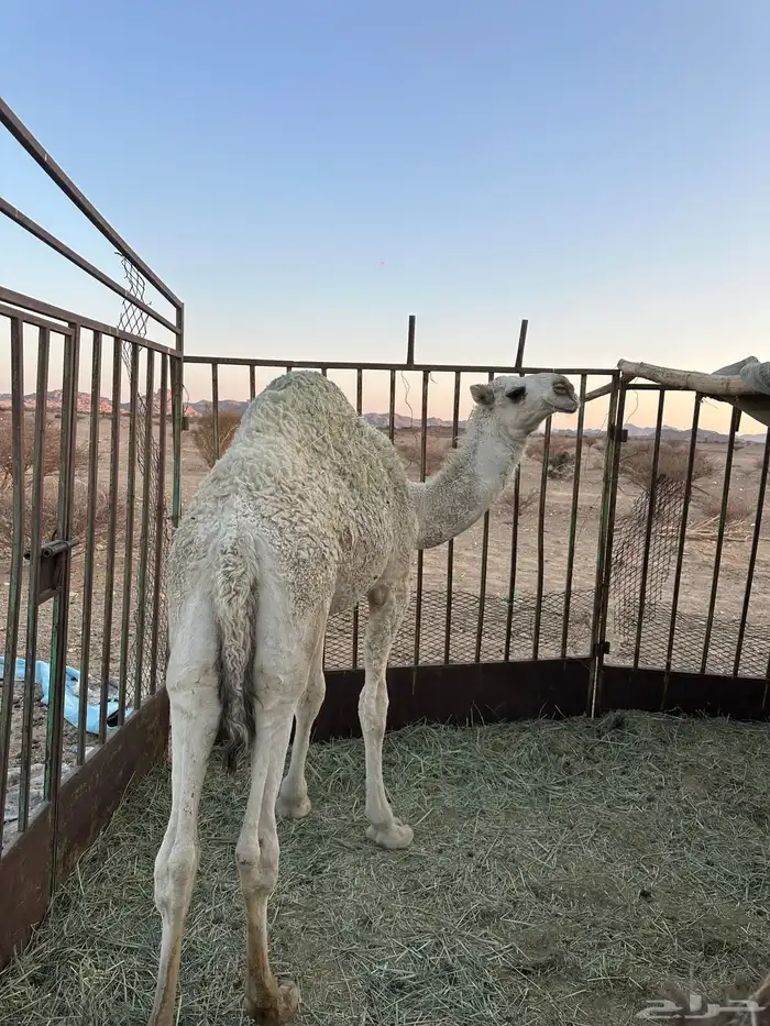 قعود مفرود أوضح طيب طيب جدا 0