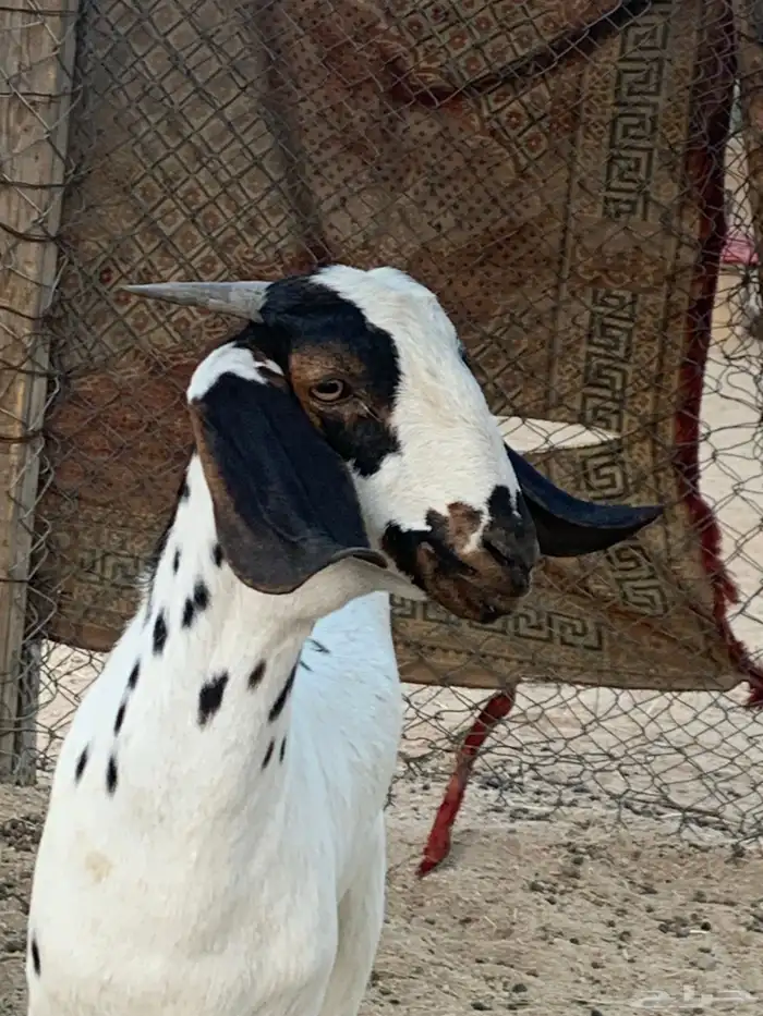 جفره مضربه 7