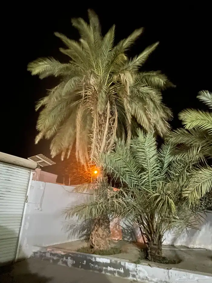 نخله للبيع السياطية 1