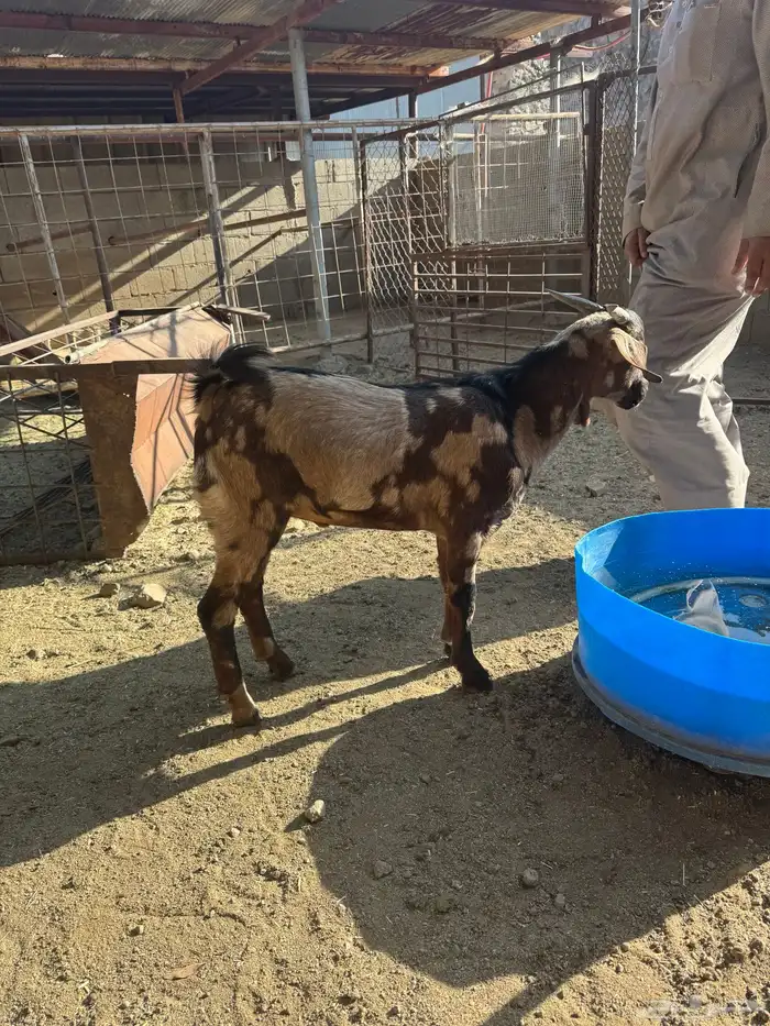 تيس لباني للبيع 2