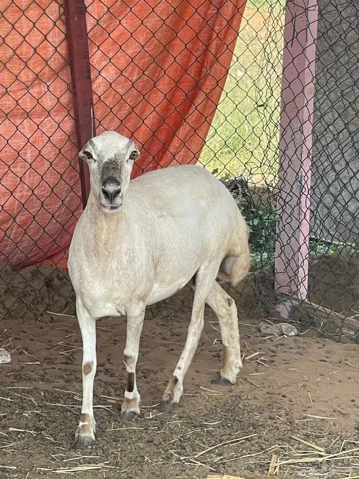 للبيع نعجه 0