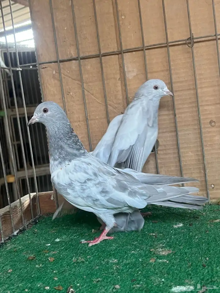 باكستاني قولدن سلتي(تم البيع) 7