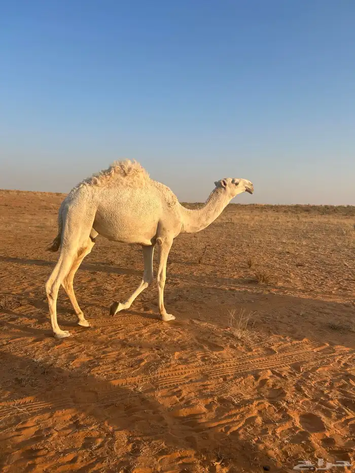 للبيع قعود فحل عليان ابو على بعير سلطان ابن محمد الكبير 0