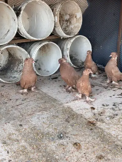 زوج عراقي index