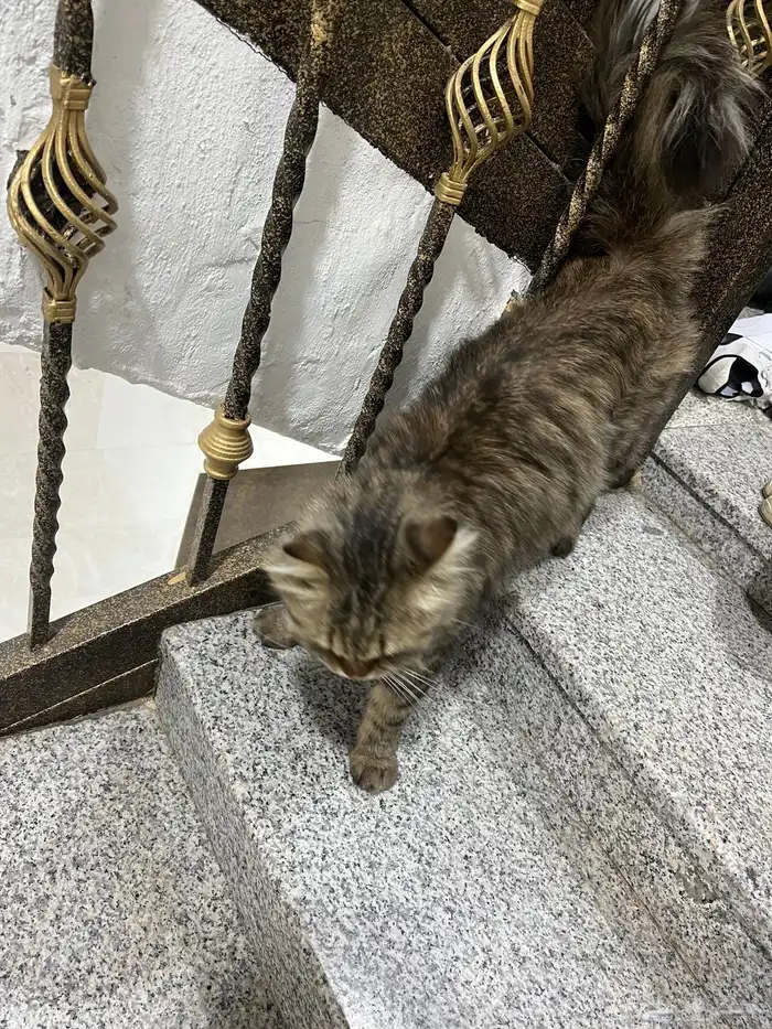 بسه ضايعه اقرأ الإعلان كامل 1