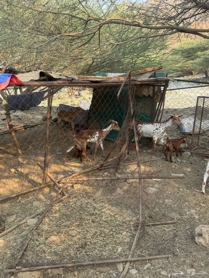 12 من الغنم عليها 8 2