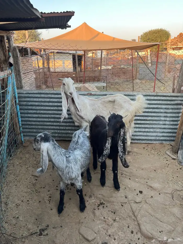 عنز متاومه 3