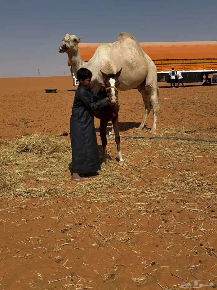 مهره طيبه بدون ورق ابوها كفو وامها كفو 0