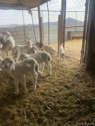 ضان 14 معها 14 index