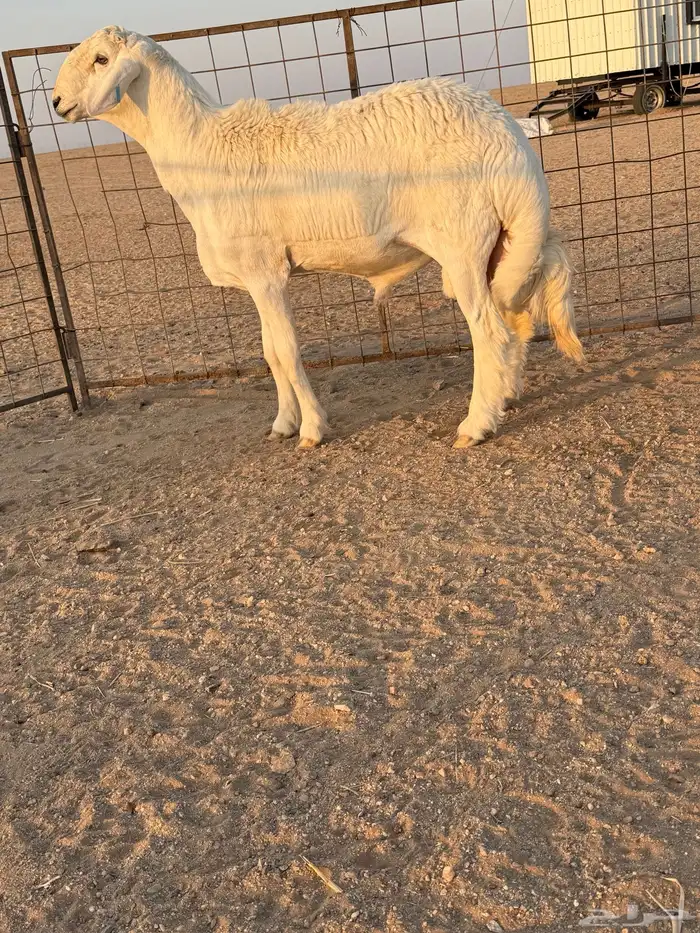 مشروع فحل حري صنف الصنف تم البيع 5