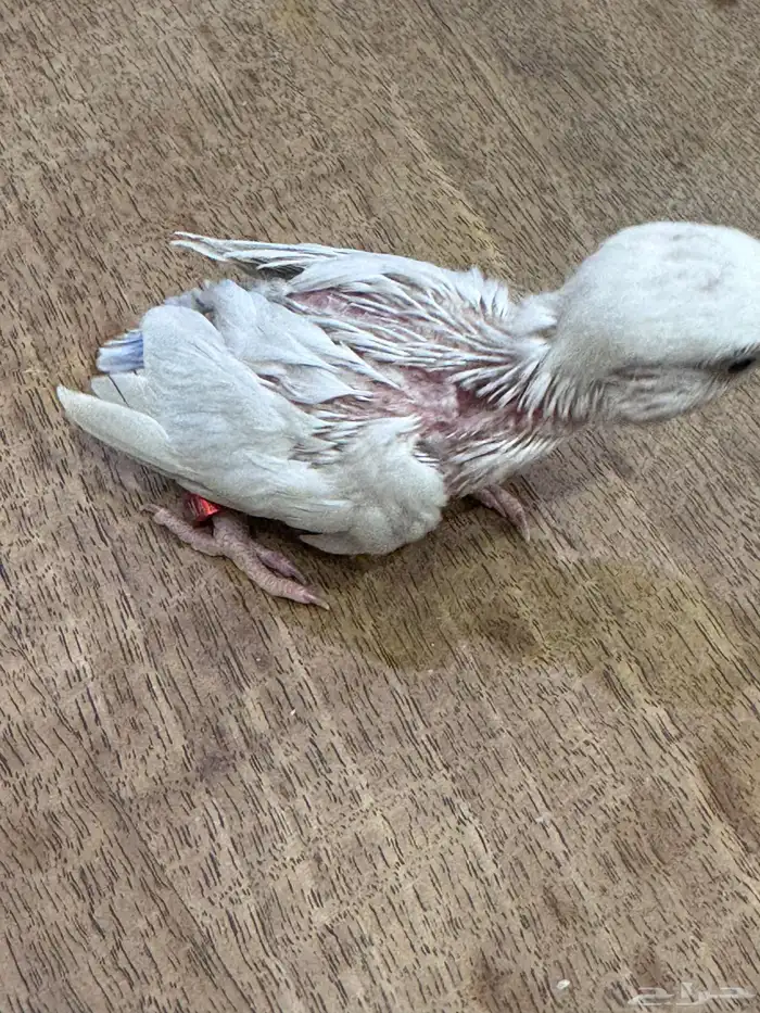 فرخ روز (((تم البيع خارج الموقع))) 1