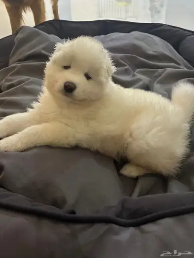 جرو سامويد ذكر Samoyed index