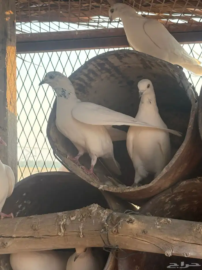 عشه هنديات منتجه لون مميز ابيض وجرب طيب 1