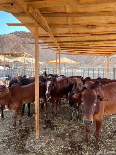 عجول بلدي index