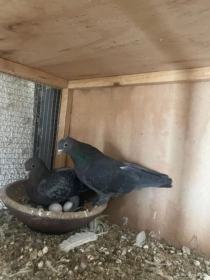 للبيع عشة حمام صنعاني 3