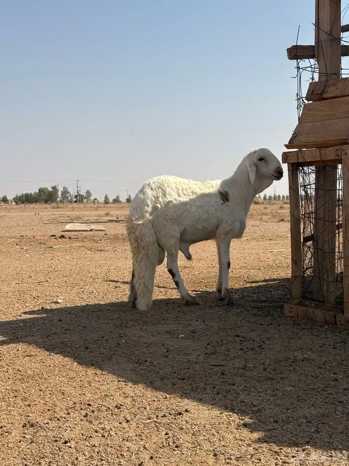 القصيم الرس طريق القرين 1