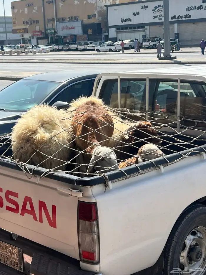 نعيم خرفان هرافى فاخر للآخر 18