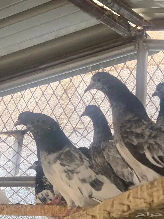 حمام باكستاني للبيع 6