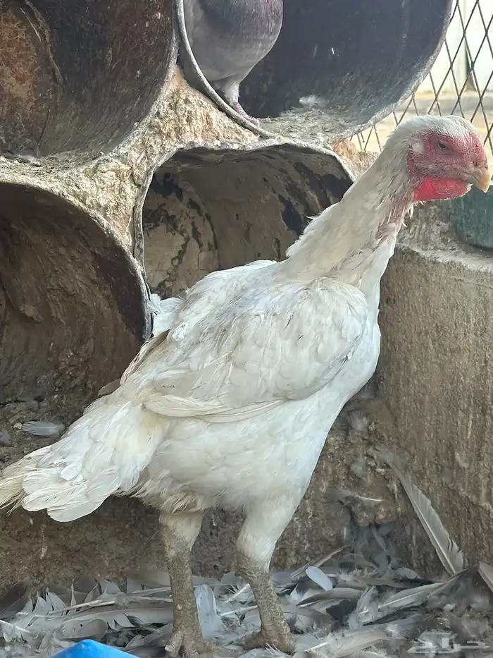 دجاجة فارسية طيبه ماشاءالله 3