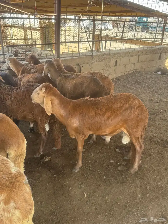 سواكني جذع 0