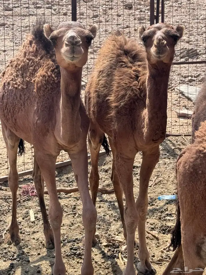 بكار وقعدان 4