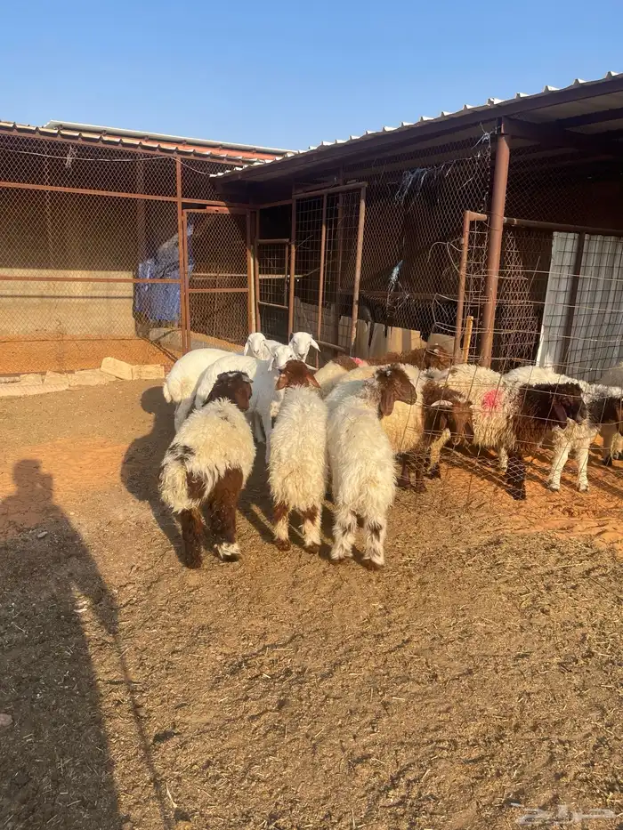 خرفان نعيم وحري 1