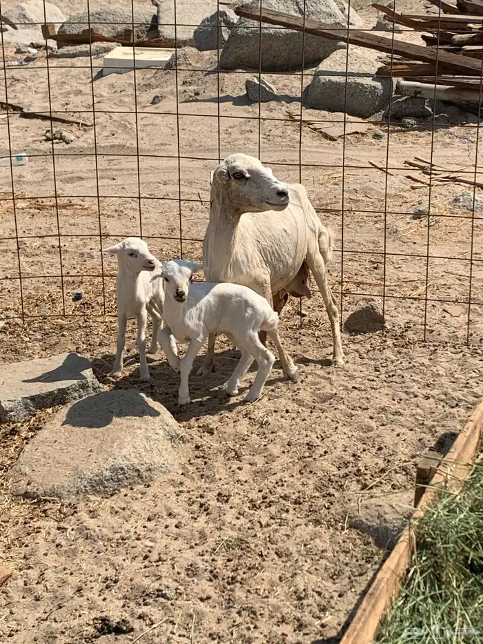 للبيع معزا شاميه ورفيديه والد 10