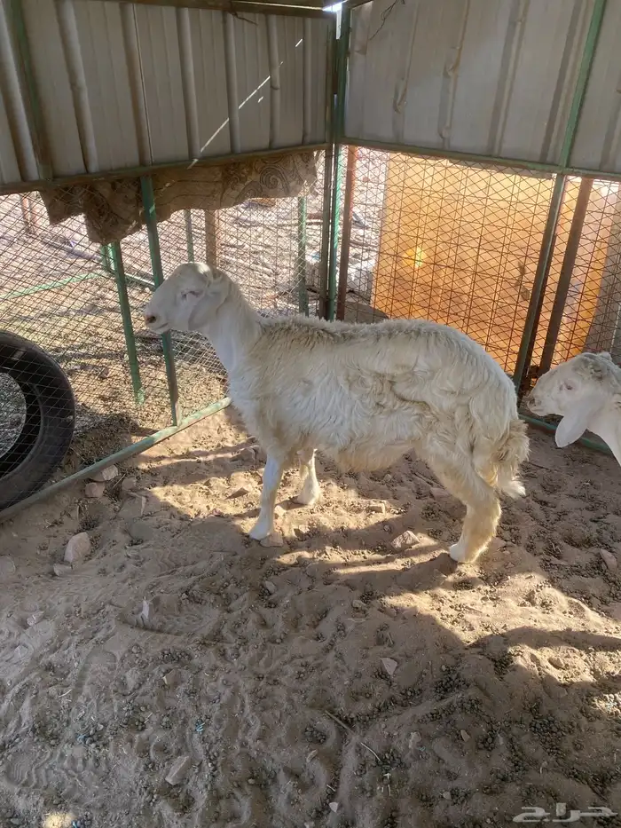 طليان حريه البيع جمله ول تفريد 3