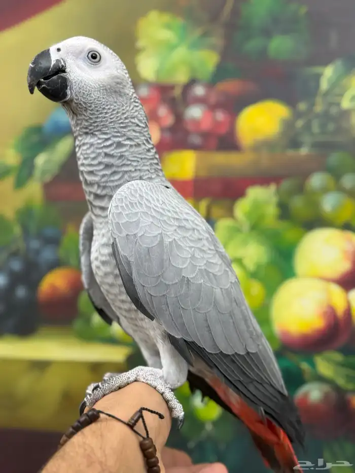 تم البيع فرخ كاسكو 0