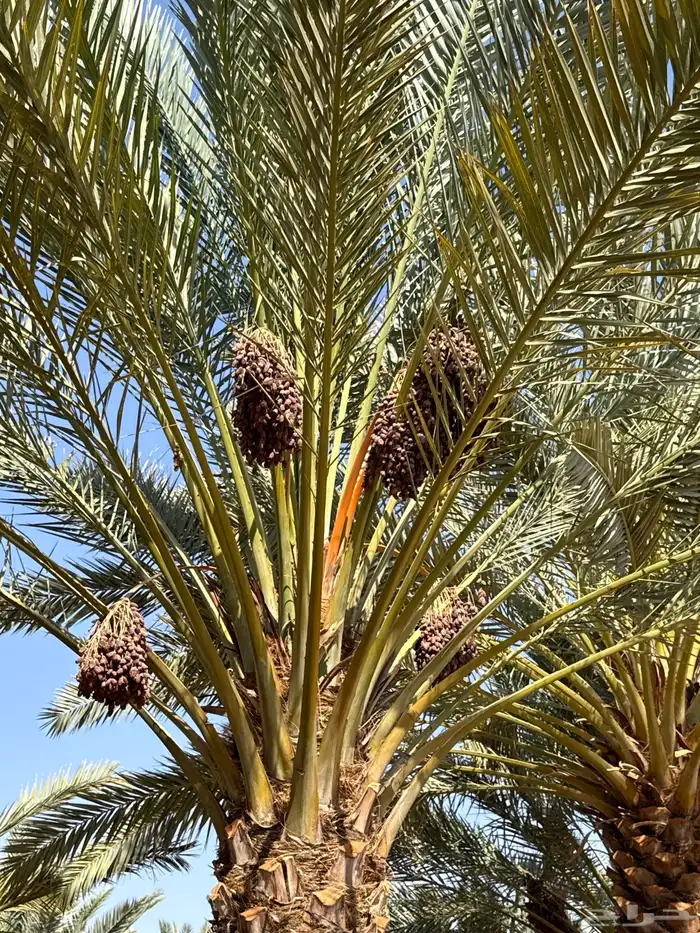 تمر مبرومه الموقع ابو راكه 0