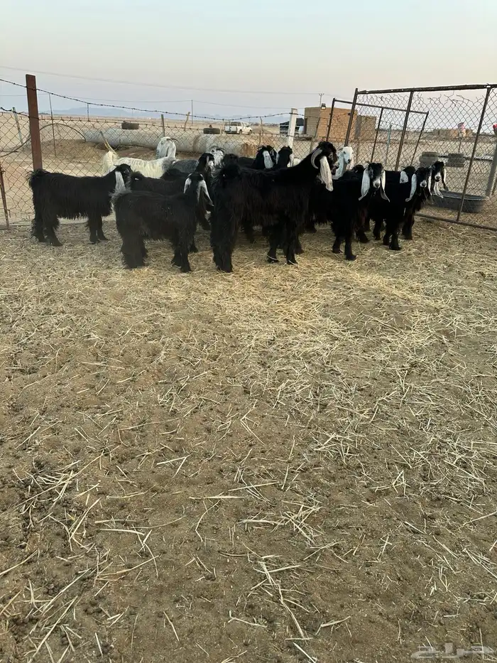 معزا جذعات 4