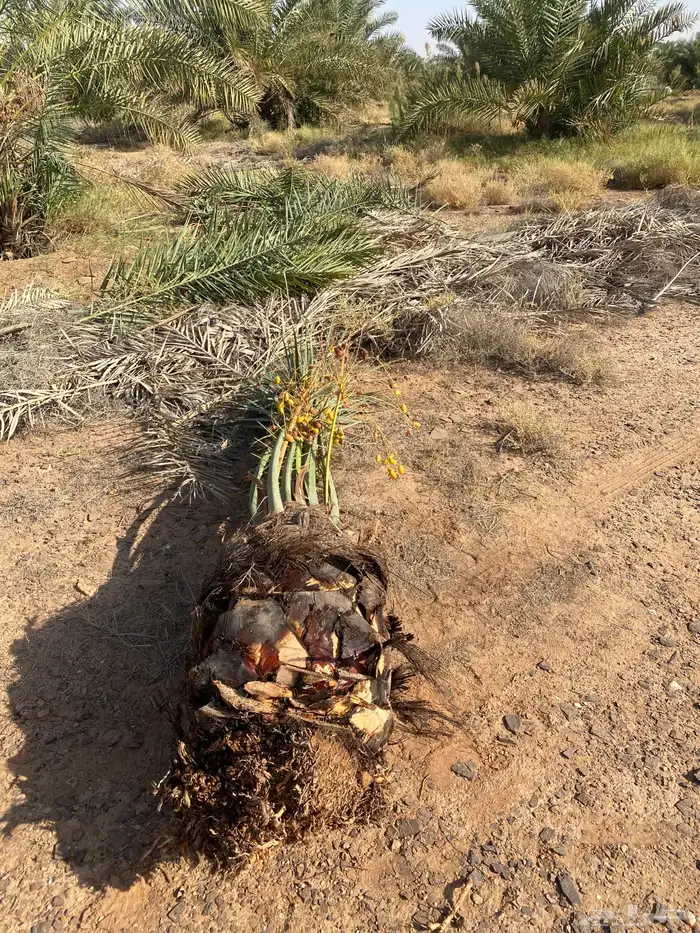 يوجد لدينا نخل نخل البيع جميع انواع النخيل 1