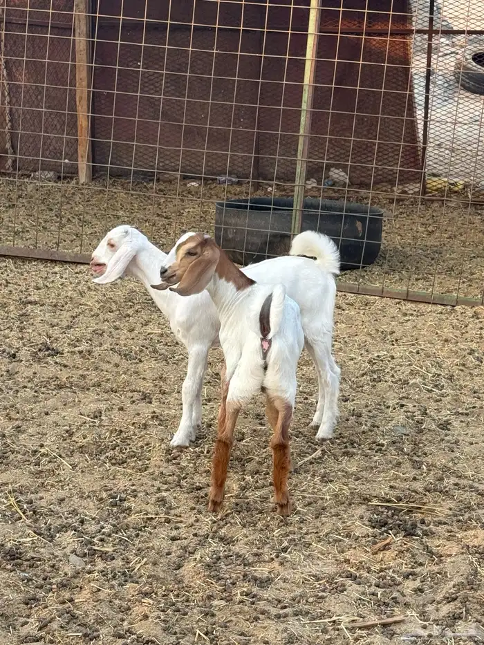 عنز متاومه تحتها 2 تيوس 4