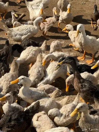 بط بكينى index