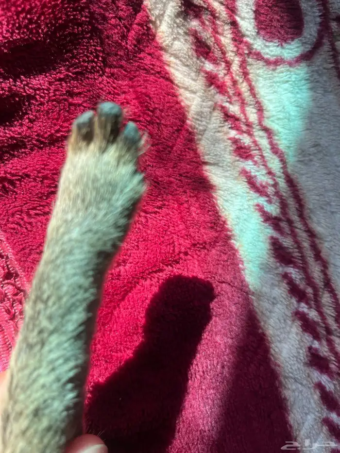 سكين عطافي ملبسه جلد وبر بري 6