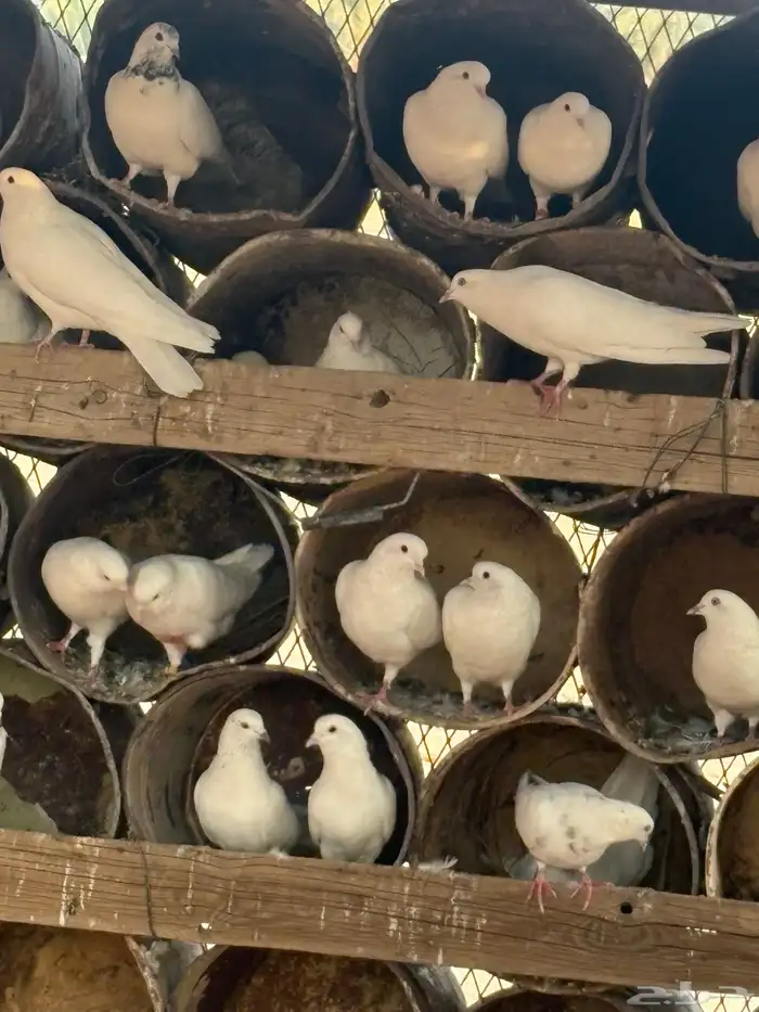 عشه هنديات منتجه لون مميز ابيض وجرب طيب 7