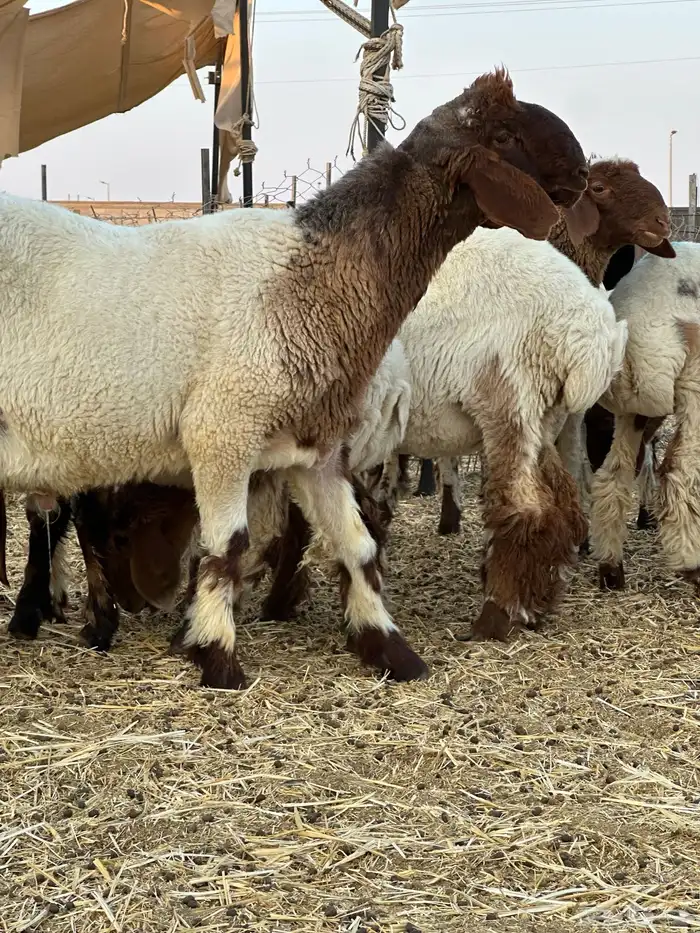 للبيع جذعان صنف مشاريع فحول 0