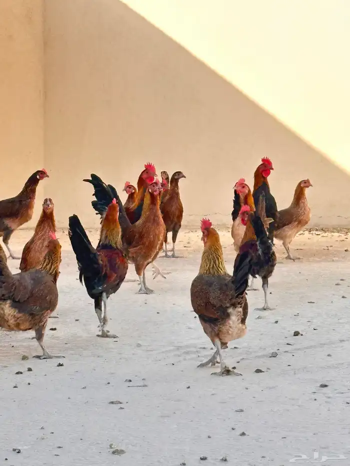دجاج عربي اصيل ( تم البيع ) 0
