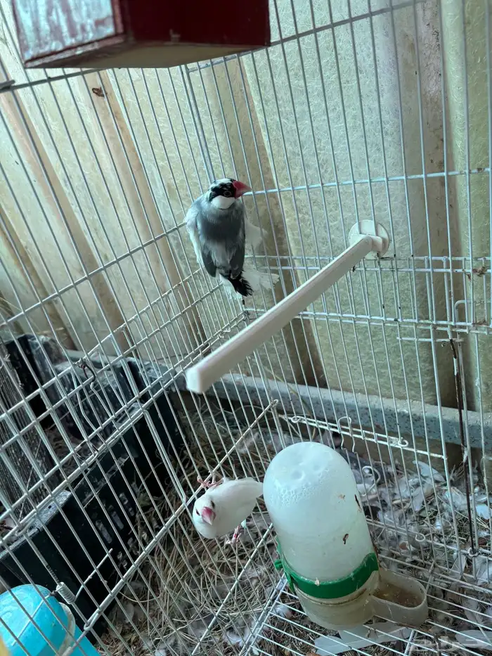 طيور مشكله للبيع سمح 22