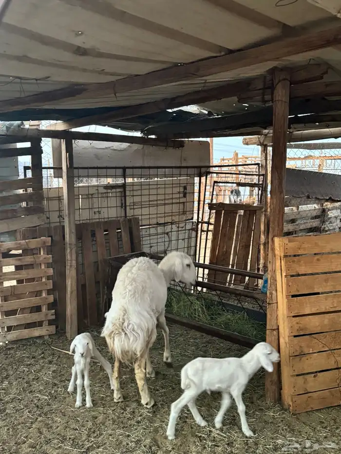 رخل اول ولده 2