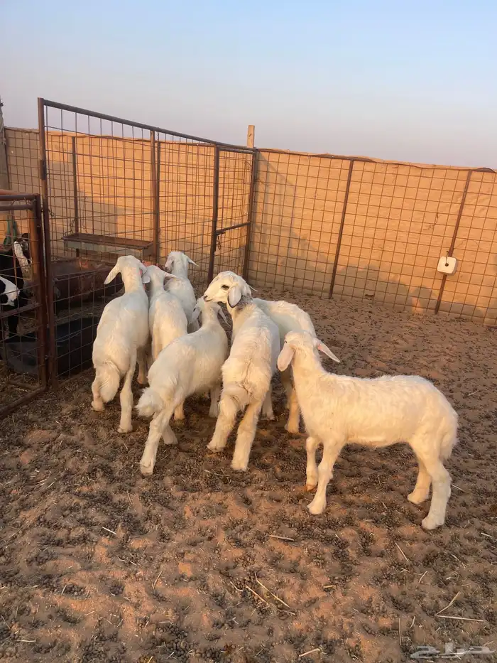 خرفان ورخال حريات 3