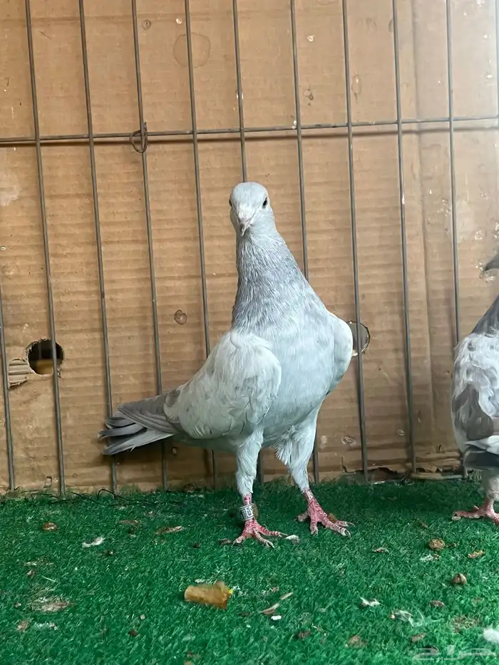 باكستاني قولدن سلتي(تم البيع) 0