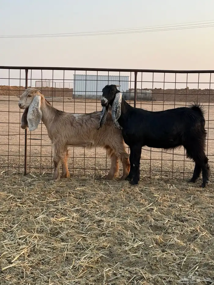 للبيع جفرات عوارض طيب وعنز حايل سميين 0