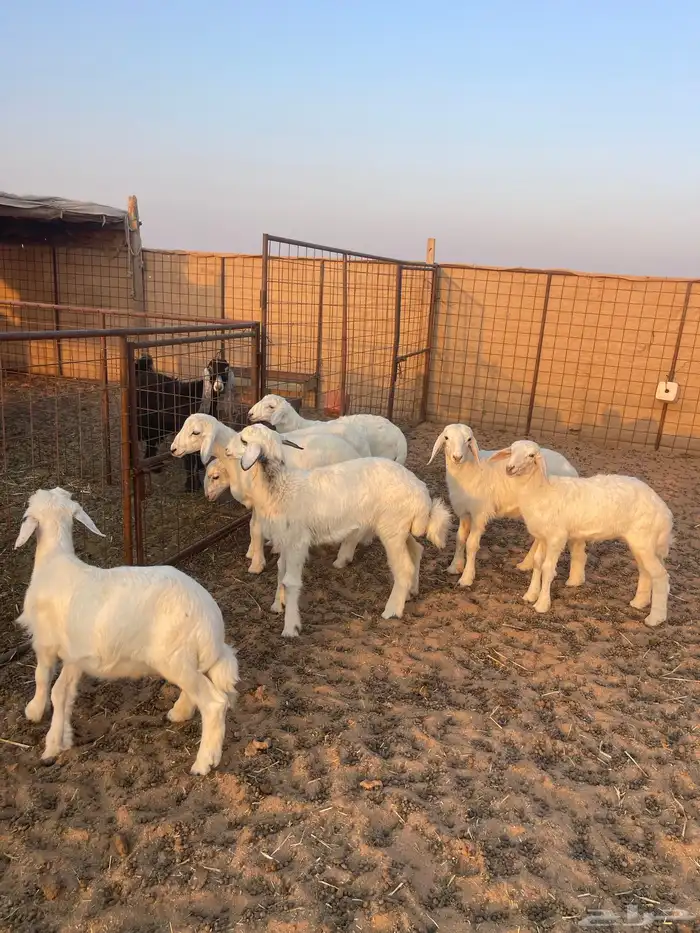 خرفان ورخال حريات 2