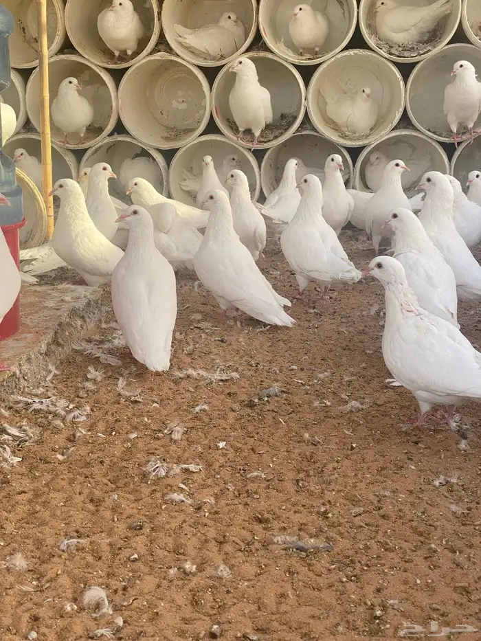 حمام فرنسي جامبو عشه كامله 5