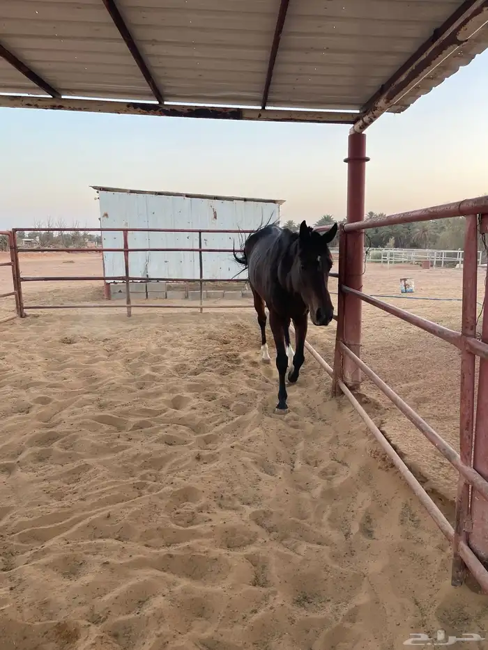 حصان الانقليزي 1