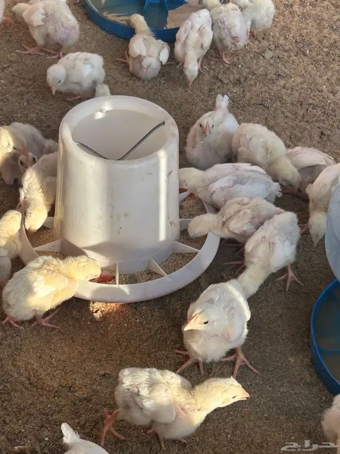 صوص دجاج لاحم 0